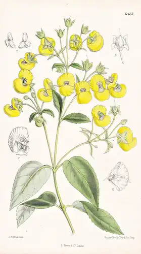 Calceolaria deflexa. Tab. 6431 - Peru America Amerika / Pflanze Planzen plant plants / flower flowers Blume Bl