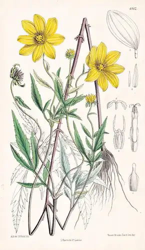 Coreopsis Aristosa. Tab. 6462 - United States Amerika America / Pflanze Planzen plant plants / flower flowers