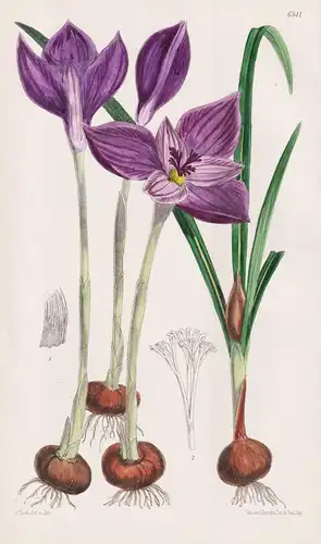 Crocus Byzantinus. Tab. 6141 - Transylvania Transsilvanien / Pflanze Planzen plant plants / flower flowers Blu