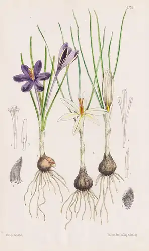 Crocus Minimus. Crocus Fleischeri. Tab. 6176 - Corsica Asia Minor / Pflanze Planzen plant plants / flower flow