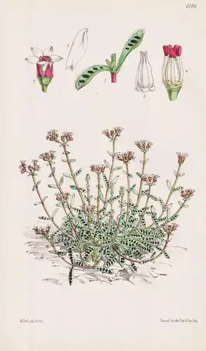 Crassula Bolusii. Tab. 6194 - South Africa Südafrika / Pflanze Planzen plant plants / flower flowers Blume Blu