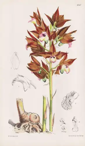 Cyrtopera Sanguinea. Tab. 6161 - Himalaya / Pflanze Planzen plant plants / flower flowers Blume Blumen / botan