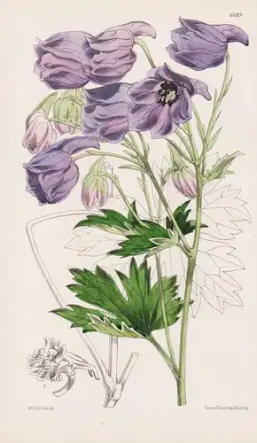 Delphinium Cashmirianum. Tab. 6189 - Himalaya / Pflanze Planzen plant plants / flower flowers Blume Blumen / b