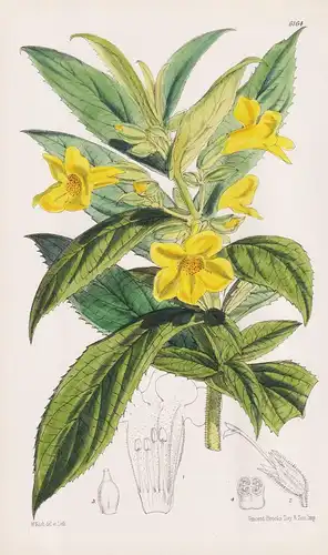 Hemichaena Fruticosa. Tab. 6164 - Guatemala Costa Rica / Pflanze Planzen plant plants / flower flowers Blume B