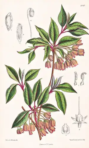 Enkianthus himalaicus. Tab. 6460 - Himalaya Asia Asien / Pflanze Planzen plant plants / flower flowers Blume B