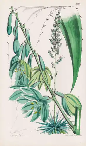 Fourcroya Undulata. Tab. 6160 - Mexico Mexiko / Pflanze Planzen plant plants / flower flowers Blume Blumen / b