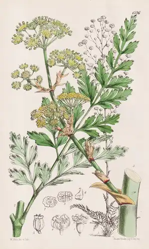 Ferula (Euryangium) Sumbul. Tab. 6196 - Turkestan / Pflanze Planzen plant plants / flower flowers Blume Blumen