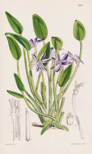 Heteranthera Limosa. Tab. 6192 - America Amerika / Pflanze Planzen plant plants / flower flowers Blume Blumen