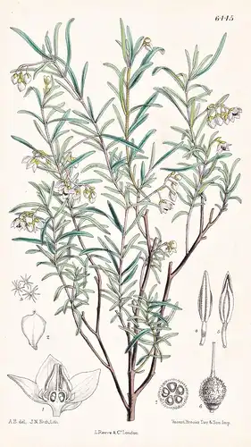 Lasiopetalum baueri. Tab. 6445 - Australia Australien / Pflanze Planzen plant plants / flower flowers Blume Bl