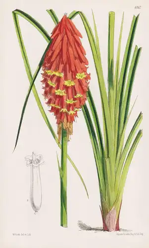 Kniphofia Macowani. Tab. 6167 - South Africa Südafrika / Pflanze Planzen plant plants / flower flowers Blume B
