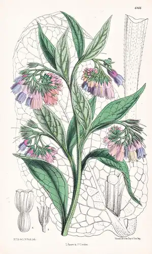 Symphytum peregrinum. Tab. 6466 - Caucasus Kaukasus / Pflanze Planzen plant plants / flower flowers Blume Blum