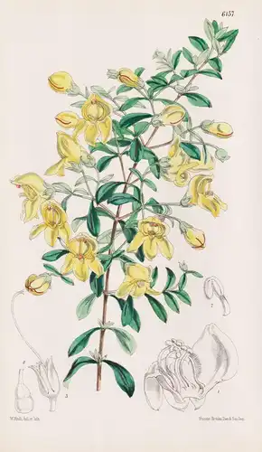 Pentstemon Antrirrhinoides. Tab. 6157 - California Kalifornien / Pflanze Planzen plant plants / flower flowers