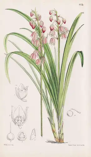 Theropogon Pallidus. Tab. 6154 - Himalaya / Pflanze Planzen plant plants / flower flowers Blume Blumen / botan