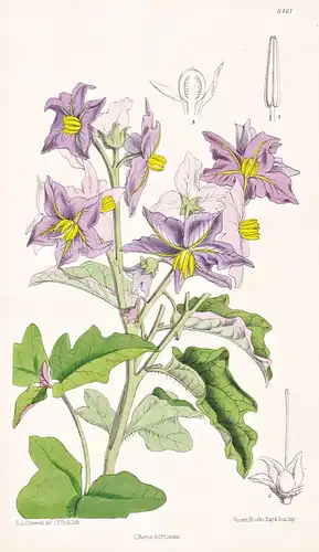 Solanum torreyi. Tab. 6461 - Texas Arkansas Amerika America / Pflanze Planzen plant plants / flower flowers Bl