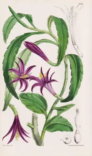 Phyllocactus Biformis. Tab. 6156 - Honduras / Pflanze Planzen plant plants / flower flowers Blume Blumen / bot
