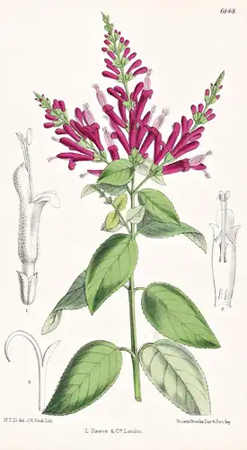 Salvia elegans. Tab. 6448 - Salbei / Mexiko Mexiko America Amerika / Pflanze Planzen plant plants / flower flo