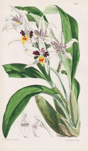 Odontoglossum Maxillare. Tab. 6144 - Mexico Mexiko / Pflanze Planzen plant plants / flower flowers Blume Blume