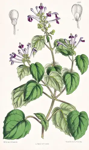 Scutellaria purpurascens. Tab. 6464 - South America Südamerika / Pflanze Planzen plant plants / flower flowers