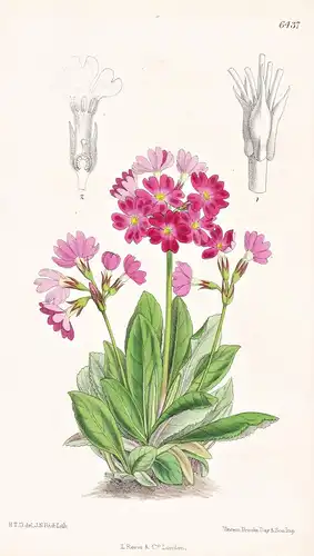 Primula rosea. Tab. 6437 - Primel Primeln / Kashmir India Indien / Pflanze Planzen plant plants / flower flowe