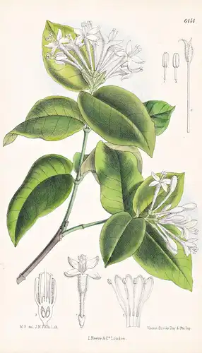 Psychotria jasminiflora. Tab. 6454 - Brazil Brasil Brasilien / Pflanze Planzen plant plants / flower flowers B