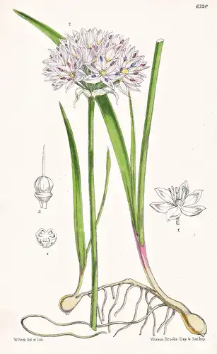 Allium unifolium. Tab. 6320 - California Kalifornien / Pflanze Planzen plant plants / flower flowers Blume Blu