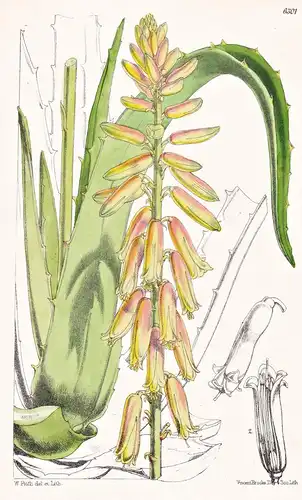 Aloe chinensis. Tab. 6301 - China / Pflanze Planzen plant plants / flower flowers Blume Blumen / botanical Bot