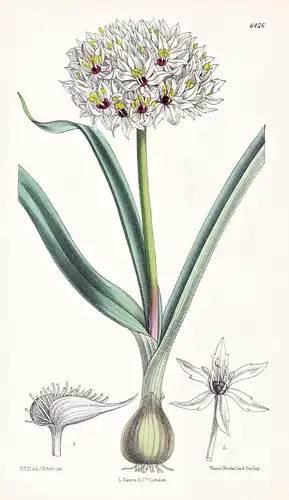 Allium erdelii. Tab. 6426 - Pflanze Planzen plant plants / flower flowers Blume Blumen / botanical Botanik bot