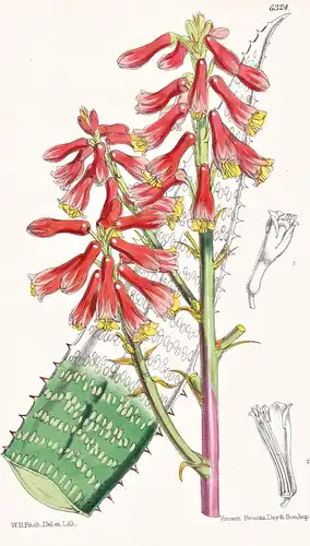 Aloe tricolor. Tab. 6324 - South Africa Südafrika / Pflanze Planzen plant plants / flower flowers Blume Blumen