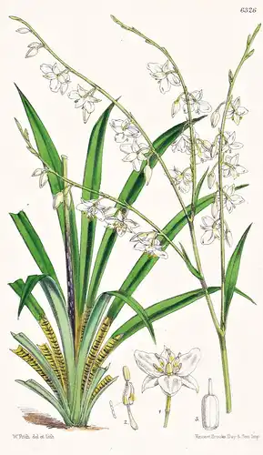 Arthropodium neo-caledonicum. Tab. 6326 - Neukaledonien New Caledonia / lily Lilie / Pflanze Planzen plant pla