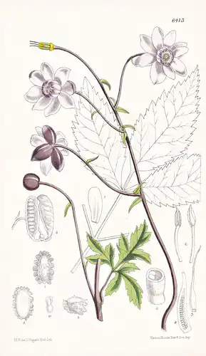 Anemonopsis macrophylla. Tab. 6413 - Anemone / Japan / Pflanze Planzen plant plants / flower flowers Blume Blu