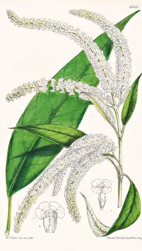 Buddleia asiatica. Tab. 6323 - India Indien / Pflanze Planzen plant plants / flower flowers Blume Blumen / bot