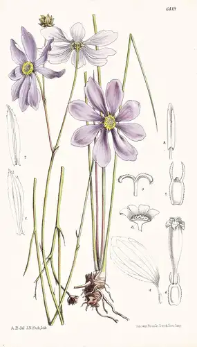 Coreopsis nudata. Tab. 6419 - America Amerika / Pflanze Planzen plant plants / flower flowers Blume Blumen / b
