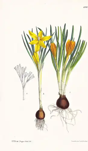 Crocus vitellinus. Tab. 6416 - Syria Syrien Asia Asien / Krokus / Pflanze Planzen plant plants / flower flower