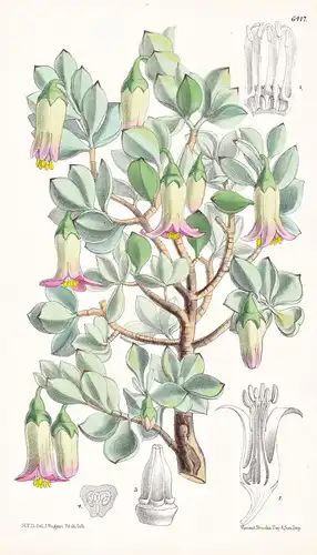 Cotyledon ramosissina. Tab. 6417 - South Africa Südafrika / Pflanze Planzen plant plants / flower flowers Blum