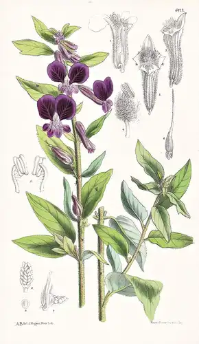 Cuphea lanceolata. Tab. 6412 - Mexico Mexiko / Pflanze Planzen plant plants / flower flowers Blume Blumen / bo