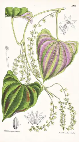 Dioscorea vittata. Tab. 6409 - Brazil Brasil Brasilien / Pflanze Planzen plant plants / flower flowers Blume B