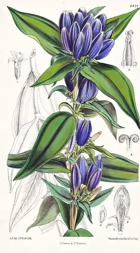 Gentiana andrewsii. Tab. 6421 - America Amerika Canada Kanada / Enzian / Pflanze Planzen plant plants / flower