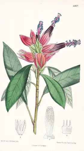 Goethea mackoyana. Tab. 6427 - Brazil Brasil Brasilien / Pflanze Planzen plant plants / flower flowers Blume B