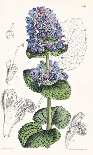 Dracocephalum speciosum. Tab. 6281 - Himalaya / Pflanze Planzen plant plants / flower flowers Blume Blumen / b