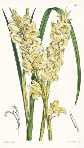 Gladiolus ochroleucus. Tab. 6291 - South Africa Südafrika / Pflanze Planzen plant plants / flower flowers Blum