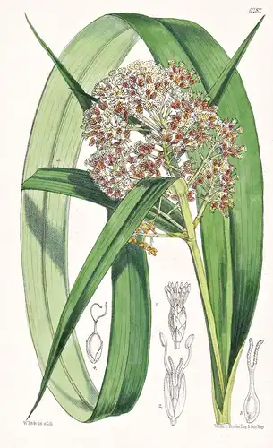 Hypolytrum latifolium. Tab. 6282 - Ceylon Sri Lanka / Pflanze Planzen plant plants / flower flowers Blume Blum