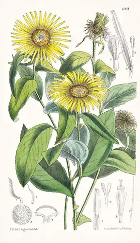 Inula hookeri. Tab. 6411 - Himalaya / Pflanze Planzen plant plants / flower flowers Blume Blumen / botanical B