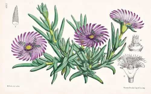 Mesembryanthemum cooperi. Tab. 6312 - South Africa Südafrika / Pflanze Planzen plant plants / flower flowers B
