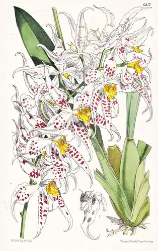 Odontoglossum cirrhosum. Tab. 6317 - Ecuador / orchid Orchidee / Pflanze Planzen plant plants / flower flowers