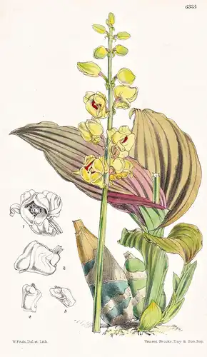 Microstylis josephiana. Tab. 6325 - Himalaya Asia Asien / orchid Orchidee / Pflanze Planzen plant plants / flo