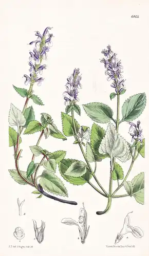 Nepeta spicata. Tab. 6405 - Himalaya Asia Asien / Pflanze Planzen plant plants / flower flowers Blume Blumen /