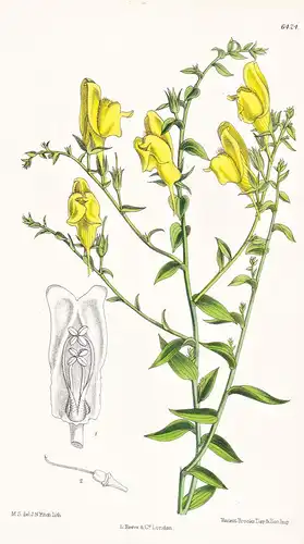 Linaria dalmatica. Tab. 6424 - Persien Persia Asia Asien / Pflanze Planzen plant plants / flower flowers Blume