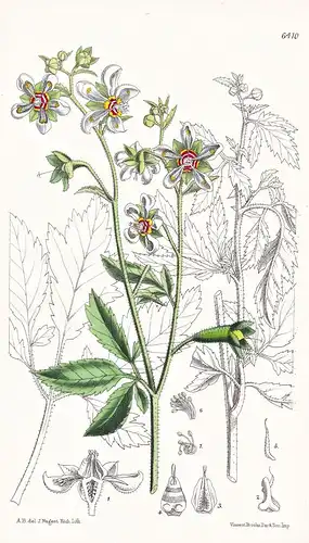 Loasa vulcanica. Tab. 6410 - Ecuador / Pflanze Planzen plant plants / flower flowers Blume Blumen / botanical