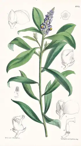 Monnina xalapensis. Tab. 6415 - Mexiko Mexico / Pflanze Planzen plant plants / flower flowers Blume Blumen / b