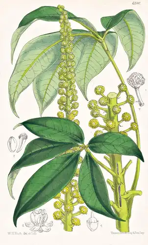 Oreopanax thibautii. Tab. 6340 - Mexico Mexiko / Pflanze Planzen plant plants / flower flowers Blume Blumen /